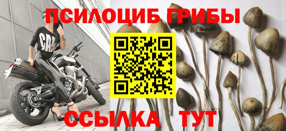 Кизилюрт  Псилоцибиновые грибы Psilocybe  Вход с VPN 